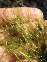 Potamogeton confervoides