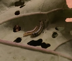 Xanthogaleruca luteola