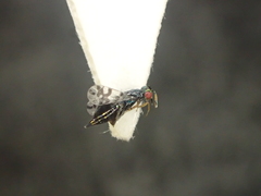 Astichus arithmeticus