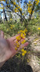 Acacia ruppii