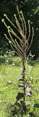Verbascum pyramidatum
