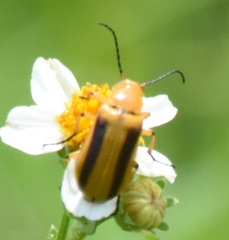 Nemognatha punctulata