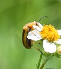 Nemognatha punctulata