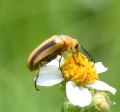 Nemognatha punctulata
