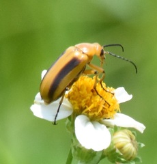 Nemognatha punctulata