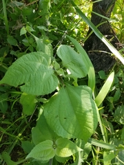 Tithonia tubaeformis