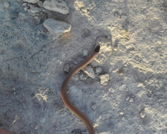 Tantilla hobartsmithi