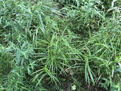 Scirpus polyphyllus