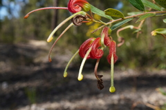 Grevillea banyabba