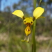 Diuris chrysantha - Photo (c) Daniel, some rights reserved (CC BY-NC)