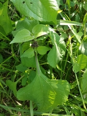 Tithonia tubaeformis