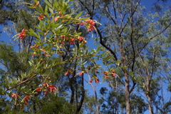Grevillea banyabba