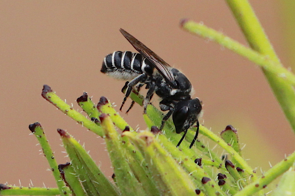 Chelostomoides