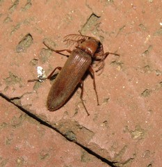 Cebrioninae