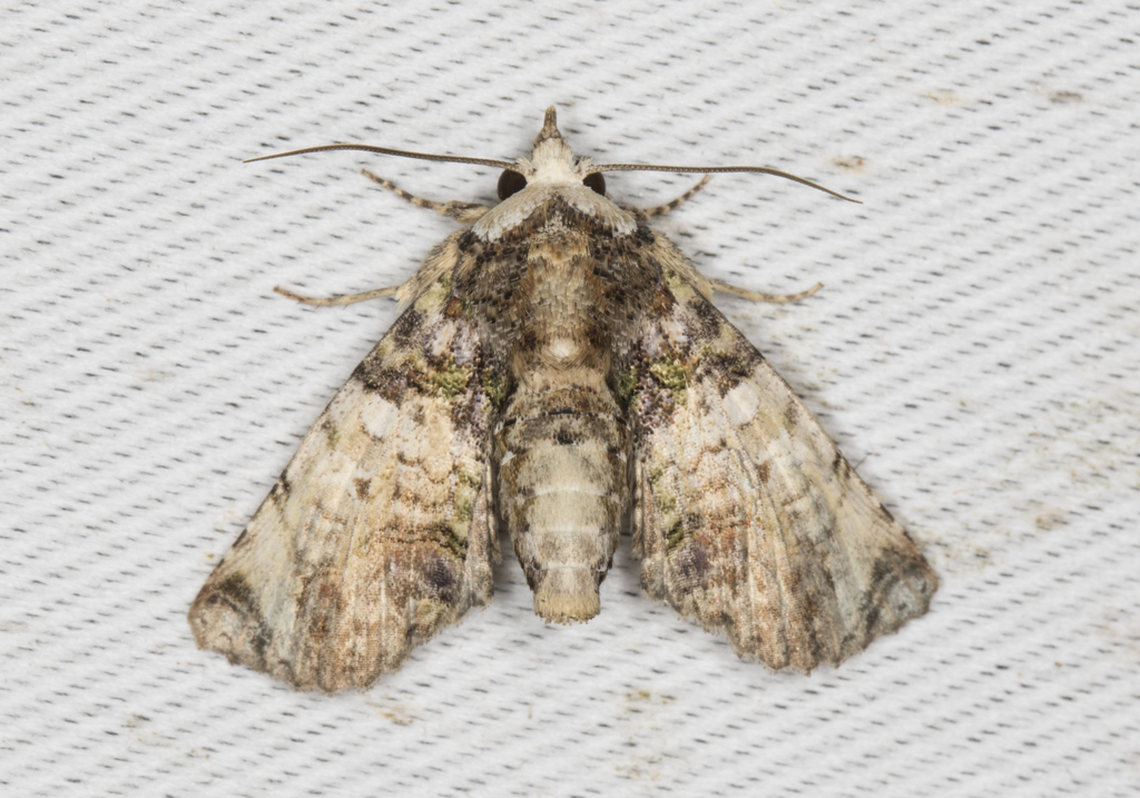 Paectes canofusa