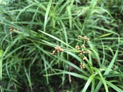 Scirpus polyphyllus