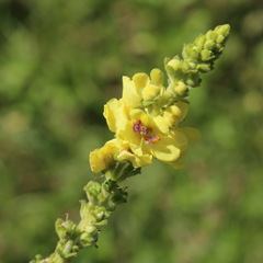 Verbascum pyramidatum