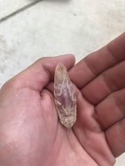 Aegapheles antillensis