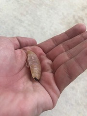Aegapheles antillensis