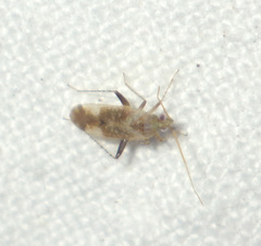 Compsidolon salicellum