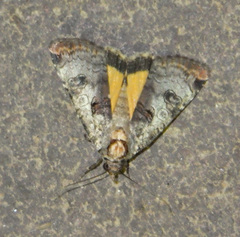 Epilecta linogrisea