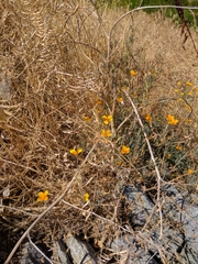 Eschscholzia californica