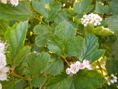 Physocarpus intermedius