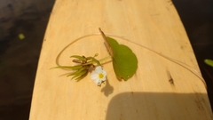 Nymphoides cordata