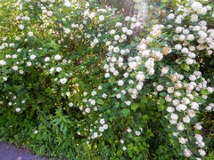 Physocarpus intermedius