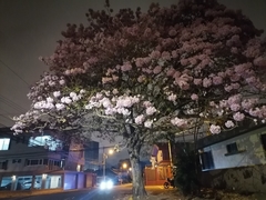 Tabebuia rosea