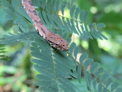 Phrynonax poecilonotus