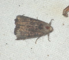 Mesoligia furuncula