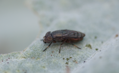 Notogramma purpuratum