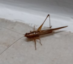 Conocephalus goianus