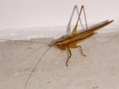 Conocephalus goianus