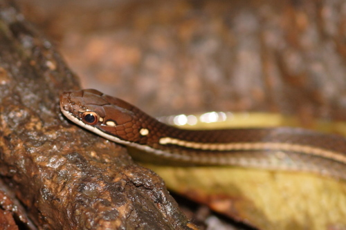 Rhadinaea decorata