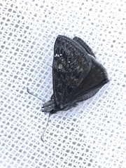 Erynnis afranius