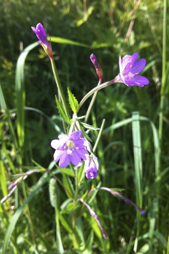 Berg-Weidenröschen (Nature around #Mondsee and #Irrsee) · iNaturalist