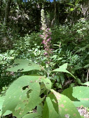 Comanthosphace formosana