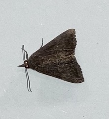 Hypena scabra