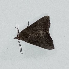 Hypena scabra