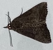 Hypena scabra