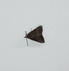 Hypena scabra