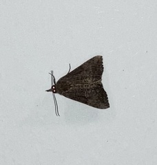 Hypena scabra