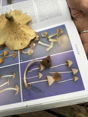 Conocybe apala albipes