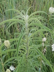 Monarda citriodora