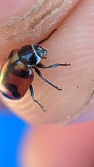 Hippodamia oregonensis