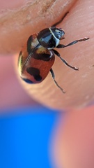 Hippodamia oregonensis