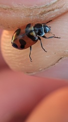 Hippodamia oregonensis