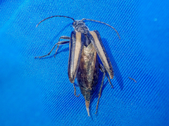 Stenocorus flavolineatus